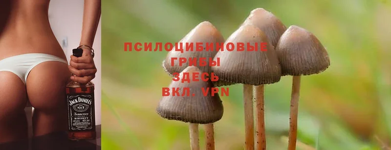 Галлюциногенные грибы Magic Shrooms  купить наркоту  Бабаево 